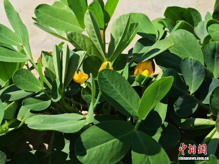 当地花生正处于盛花期。欧阳勇胜 摄