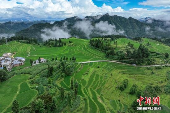 7月4日,仲夏雨后,位于贵州省黔南布依族苗族自治州贵定县沿山镇的腊利梯田依山舒展,宛若水墨画卷。(无人机照片) 7月4日,仲夏雨后,位于贵州省黔南布依族苗族自治州贵定县沿山镇的腊利梯田依山舒展,宛若水墨画卷。(无人机照片)