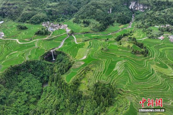7月4日,仲夏雨后,位于贵州省黔南布依族苗族自治州贵定县沿山镇的腊利梯田依山舒展,宛若水墨画卷。(无人机照片) 7月4日,仲夏雨后,位于贵州省黔南布依族苗族自治州贵定县沿山镇的腊利梯田依山舒展,宛若水墨画卷。(无人机照片)