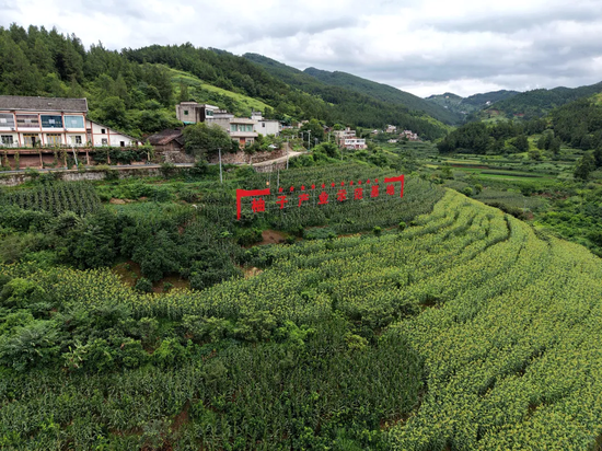 青杠坡村柚子产业示范基地。王烨 摄 青杠坡村柚子产业示范基地。王烨 摄