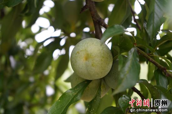 圆润饱满的蜂糖李。周燕 摄 圆润饱满的蜂糖李。周燕 摄
