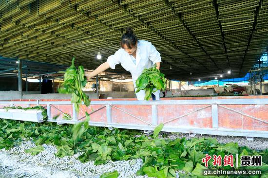 凤冈县永和镇志强种桑养殖场,工人在轨道式给桑车上投喂桑叶。饶云 摄 凤冈县永和镇志强种桑养殖场,工人在轨道式给桑车上投喂桑叶。饶云 摄