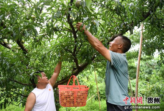 7月7日，在贵阳市南明区永乐乡水塘村江西坡组的果园里，种植“土专家”张天均与市民一起采摘的蜂糖李。