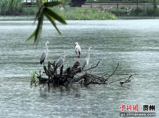 观山湖公园里的新客——钳嘴鹳（左三） 丁伟鑫 摄