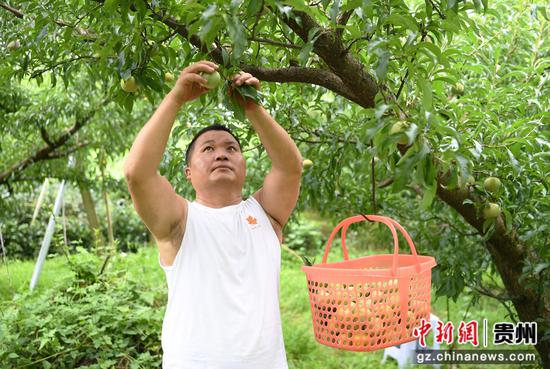 7月7日，在贵阳市南明区永乐乡水塘村江西坡组，一位市民正在张天均的果园里采摘蜂糖李。