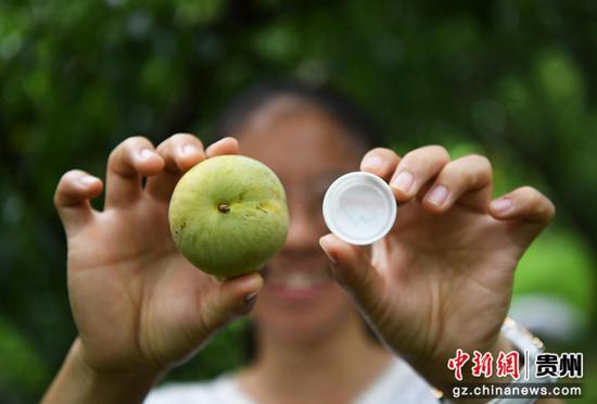 7月7日，在贵阳市南明区永乐乡水塘村江西坡组，一位游客正在张天均的果园里对比蜂糖李的大小。