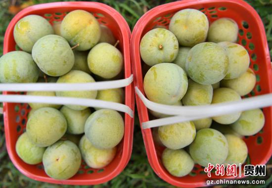 7月7日，在贵阳市南明区永乐乡水塘村江西坡组，张天均果园里所采摘的蜂糖李果皮光滑、蜜香浓郁。