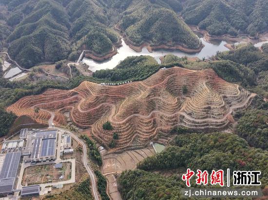 交工纮福甜桔柚产业园。&nbsp;浙江交工&nbsp;供图