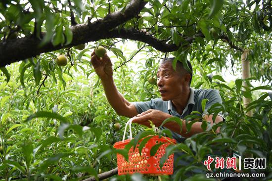 7月7日，在贵阳市南明区永乐乡水塘村江西坡组的果园里，种植“土专家”张天均正忙着采摘蜂糖李。