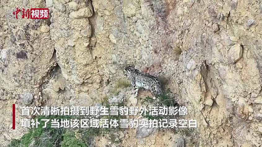 新疆轮台县北部山区首次拍到雪豹活动影像