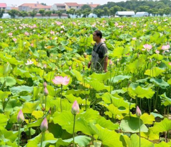 （寻味中华｜节令）小暑食新早 人间烟火长