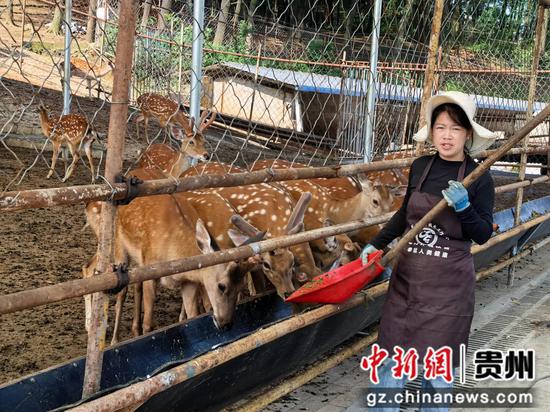 水塘堡乡赫章黔源品梅花鹿养殖基地的管理人员正在饲喂梅花鹿 。 罗静漪 摄