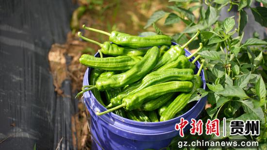 刚采摘的辣椒。陈昆 摄