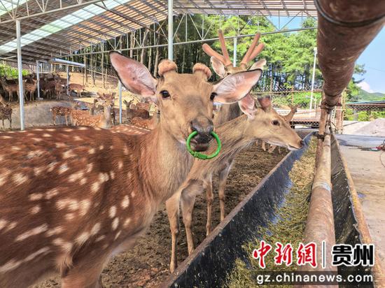 水塘堡乡赫章黔源品梅花鹿养殖基地的梅花鹿。  罗静漪 摄