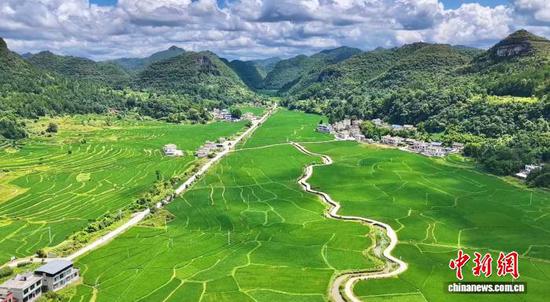 贵州省独山县上司镇筹洞大坝8500亩水稻盎然生长，广袤坝区褪去山野素色，被一望无际的鲜活绿意彻底铺满，勾勒出灵动秀美的山乡田园画卷。微风拂过，稻海随风起伏，泛起层层叠叠的绿波。蓬勃生长的良田，不仅装点了夏日乡村景致，更蕴藏着秋日丰收的无限希望。独山县融媒体中心供图