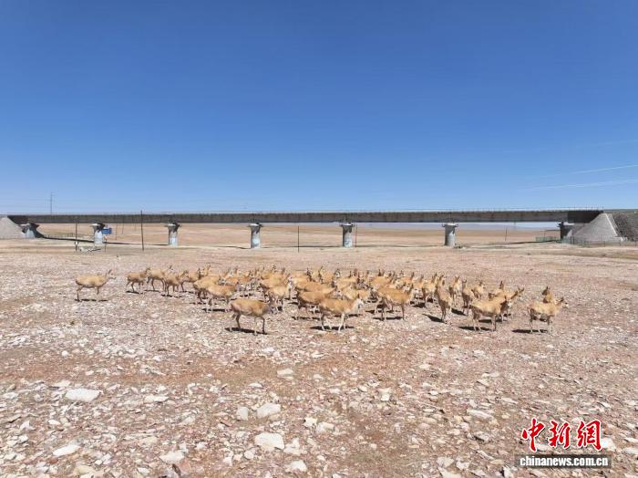 青藏铁路通车二十载 高原门户迎八方客