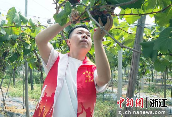 志愿者帮助果农采收葡萄。&nbsp;丁思宏&nbsp;供图