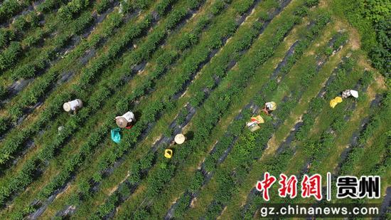 村民在采摘辣椒。陈昆 摄