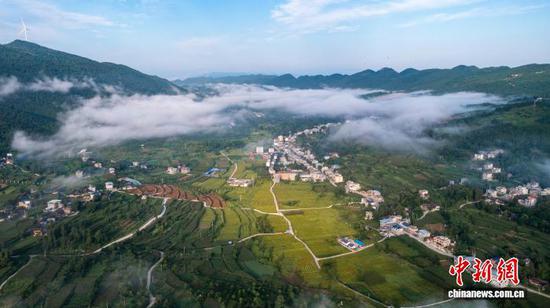 航拍贵州省石阡县坪地场乡的黄花菜基地。杨坤 摄