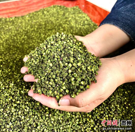 掌心捧起烘干青花椒，青绿饱满麻香浓郁。何小露 摄