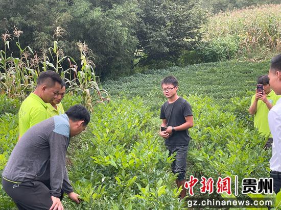 赫章县松林坡乡的魔芋基地长势良好的魔芋  。谭家芳 摄