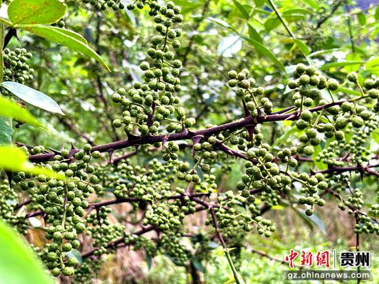 掌心捧起烘干青花椒，青绿饱满麻香浓郁。何小露 摄