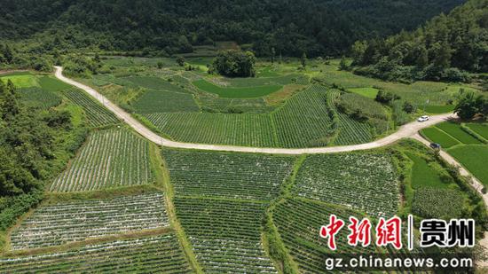 岑巩县凯本镇沈家湾村辣椒种植基地。陈昆 摄