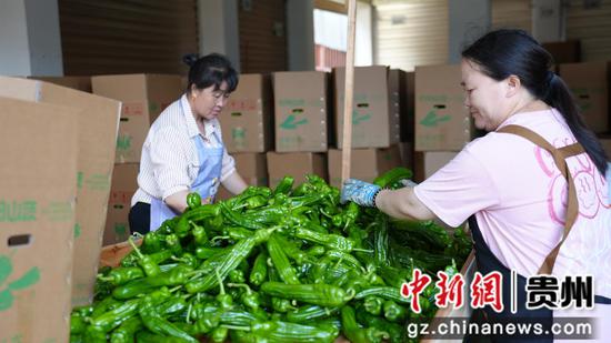 村民在分拣辣椒。陈昆 摄