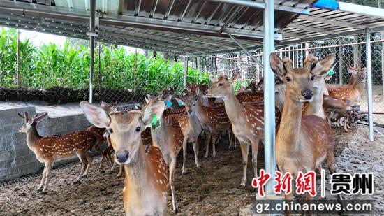 水塘堡乡赫章黔源品梅花鹿养殖基地的梅花鹿 。 鲁绍林 摄