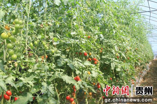 圣女果分批次成熟。郑春华 摄