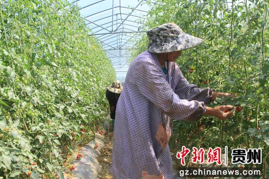 采摘圣女果现场。郑春华 摄