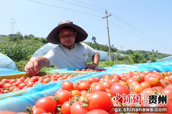 采摘好的圣女果。郑永扬 摄
