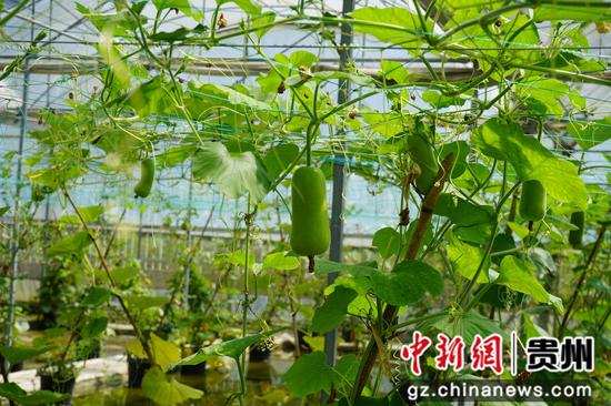 瓠瓜垂挂枝头。周燕 摄