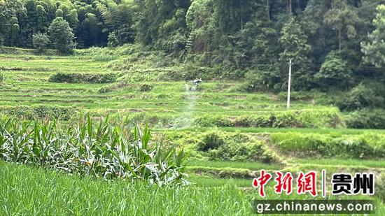 植保无人机穿梭梯田，精准为水稻玉米喷施防虫药液。王烨 摄