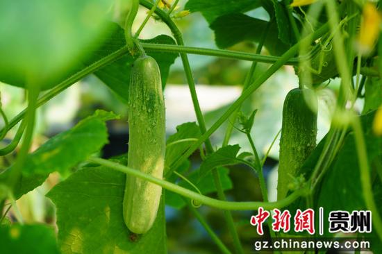 大棚内种植的黄瓜已开花结果。周燕 摄