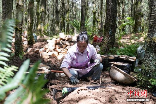 图为7月9日，高峰村林下天麻种植基地，务工人员为天麻固定菌床覆盖泥土。陈逍 摄