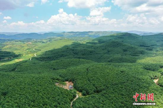 图为7月9日，航拍高峰村林下天麻种植基地一角。（无人机照片）陈逍 摄