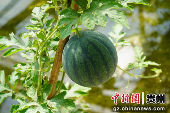 圆润饱满的西瓜。周燕 摄