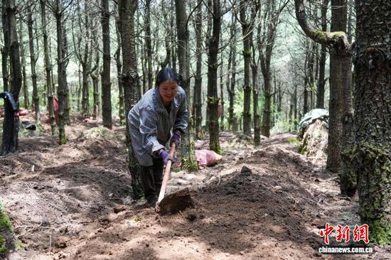 图为7月9日，高峰村林下天麻种植基地，务工人员进行天麻固定菌床培育工作。陈逍 摄
