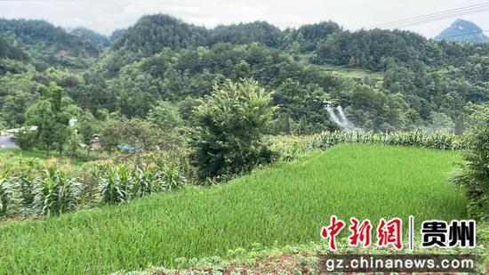 山间稻田开展飞防作业。王烨 摄