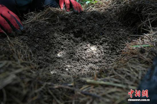 图为7月9日，高峰村林下天麻种植基地，务工人员为天麻固定菌床覆盖泥土。陈逍 摄
