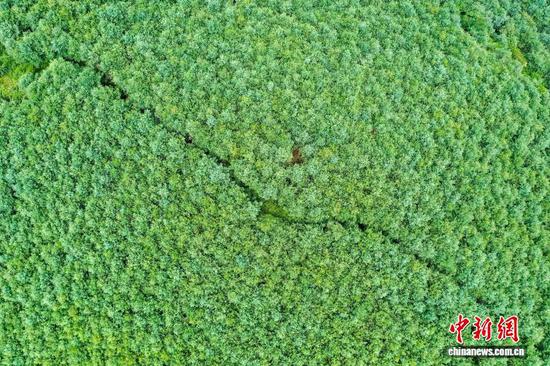 图为7月9日，航拍高峰村林下天麻种植基地一角。（无人机照片）陈逍 摄