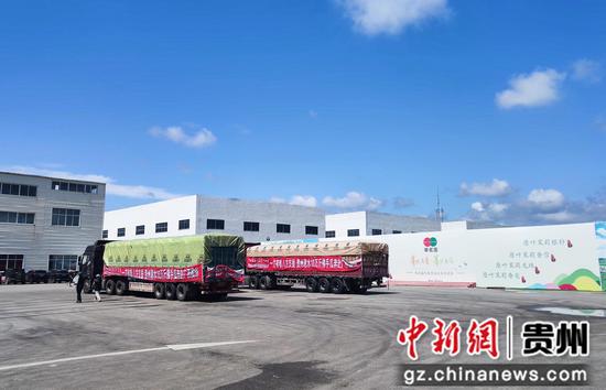 惠水10万斤爱心佛手瓜千里奔赴广西横州 惠水10万斤爱心佛手瓜千里奔赴广西横州