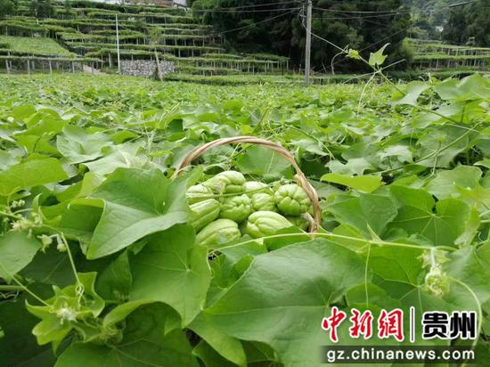 鲜嫩的佛手瓜 鲜嫩的佛手瓜