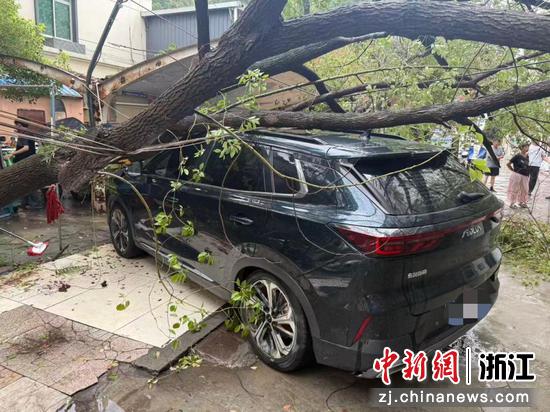 台州玉环车主车辆被倒塌的树木砸中。&nbsp;中国人寿财险玉环支公司&nbsp;供图