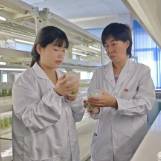 新疆草莓新品种，来了！