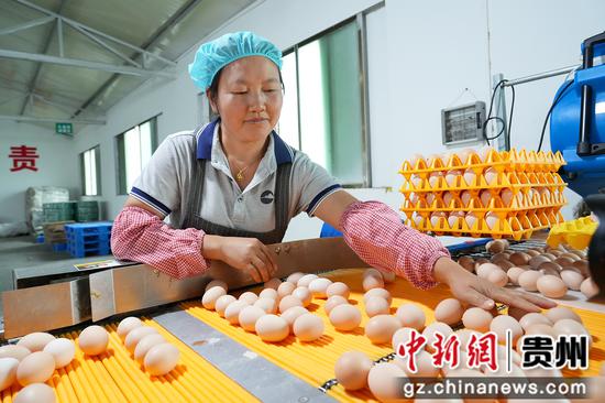 蛋鸡养殖场分拣区域，工人进行初步分拣工作。李锦明 摄