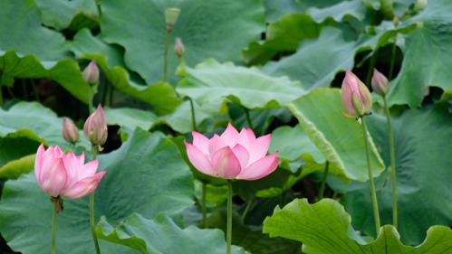 贵阳观山湖公园荷花盛放夏意浓
