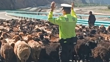新疆乌恰：牧民转场迁徙，交警“护牧队”全程护航