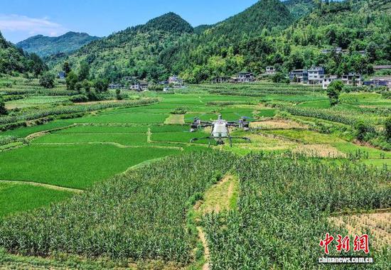 图为无人机在贵州沿河自治县开展飞防作业。张洪权 摄 图为无人机在贵州沿河自治县开展飞防作业。张洪权 摄